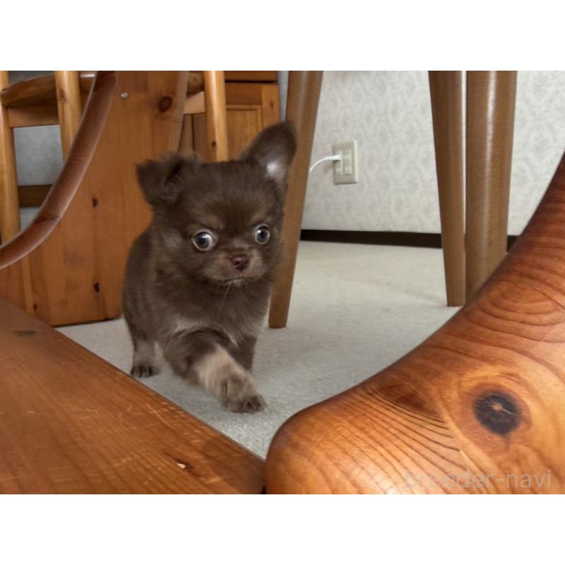 販売中の京都府のチワワ(ロングコート)-447357の6枚目