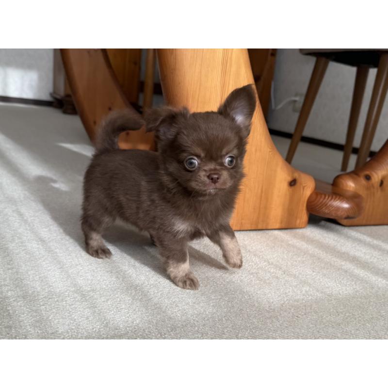 販売中の京都府のチワワ(ロングコート)-447357の5枚目