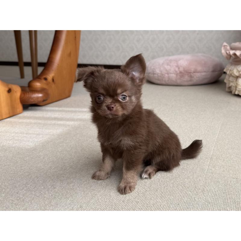 販売中の京都府のチワワ(ロングコート)-447357の4枚目