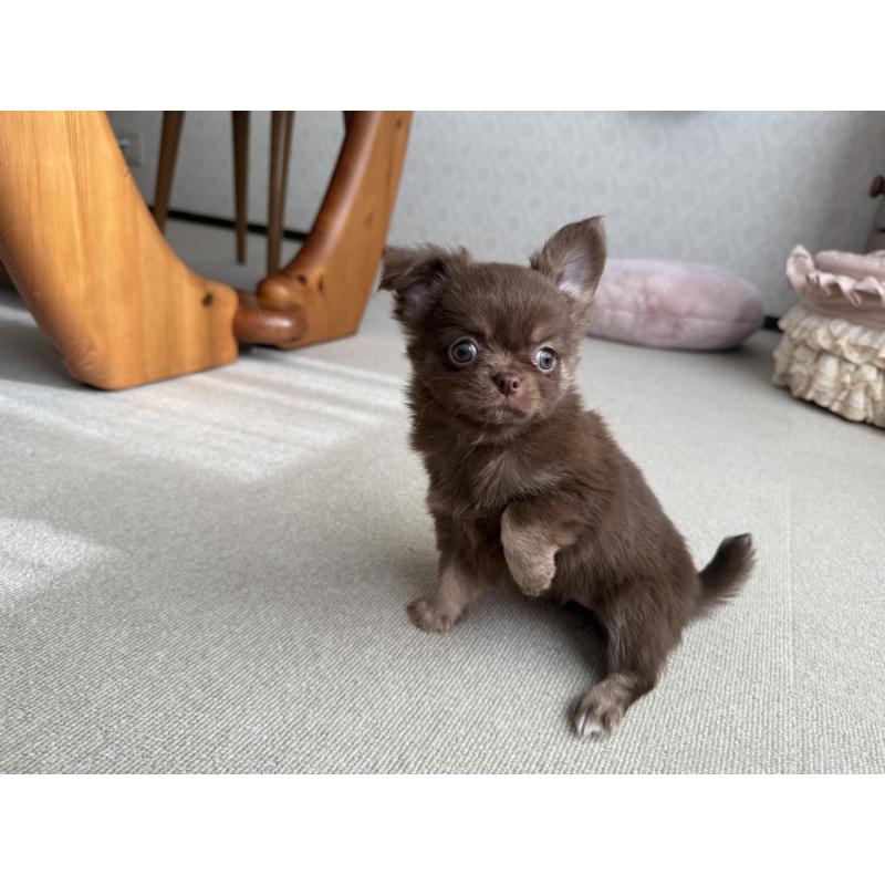 販売中の京都府のチワワ(ロングコート)-447357の3枚目