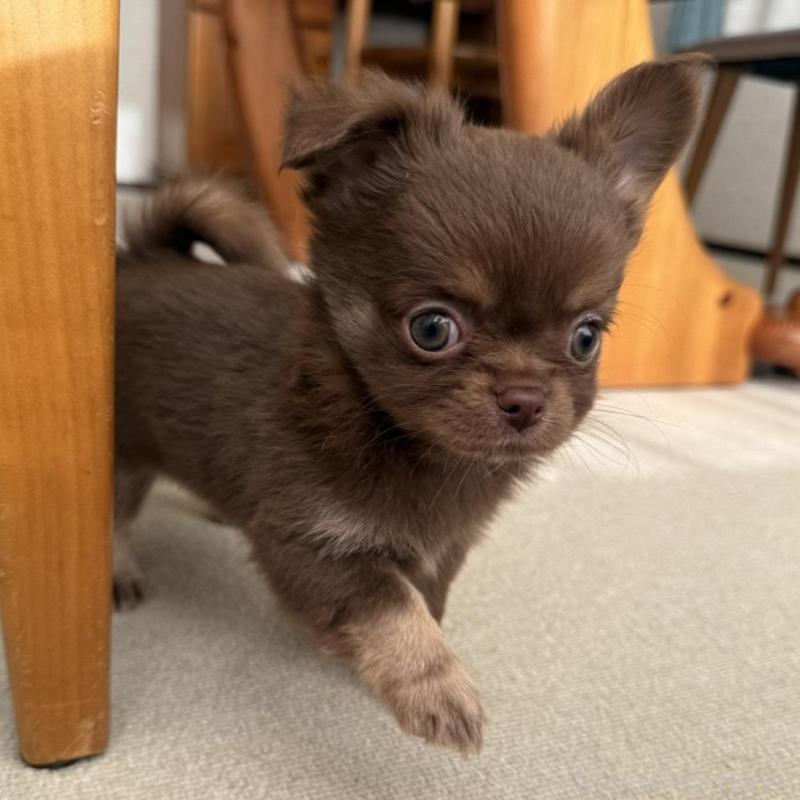 販売中の京都府のチワワ(ロングコート)-447357