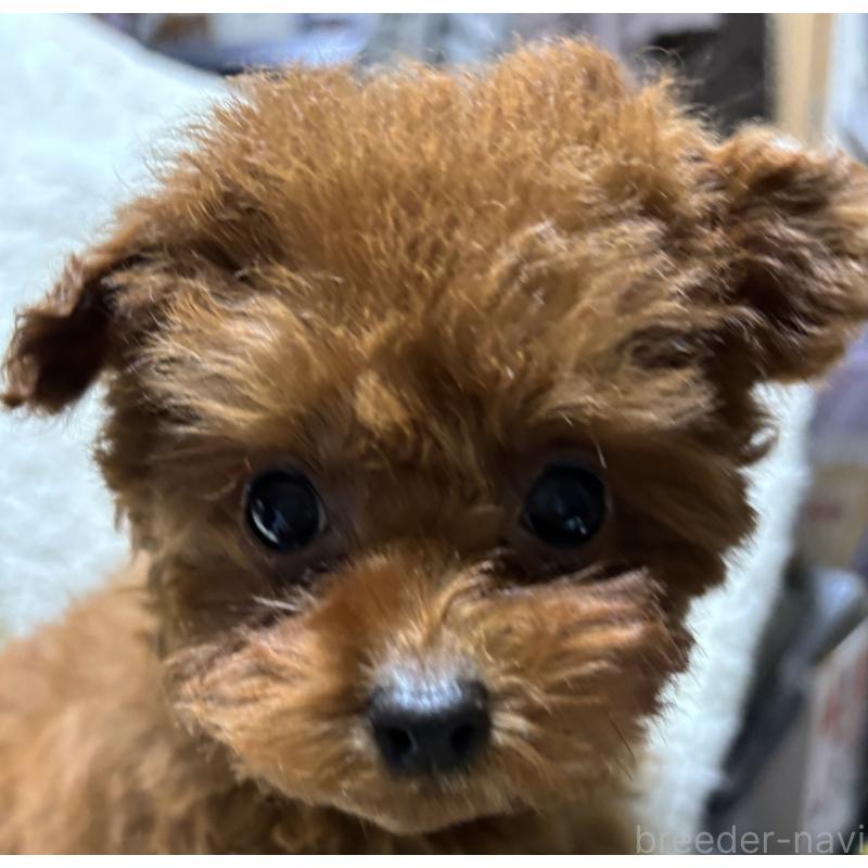 販売中の香川県のティーカッププードル-440820の5枚目