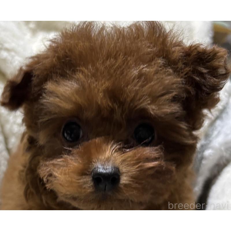 販売中の香川県のティーカッププードル-440820の4枚目