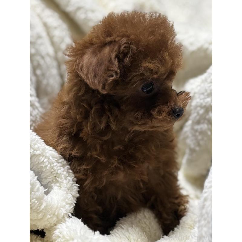 販売中の香川県のティーカッププードル-440820の3枚目