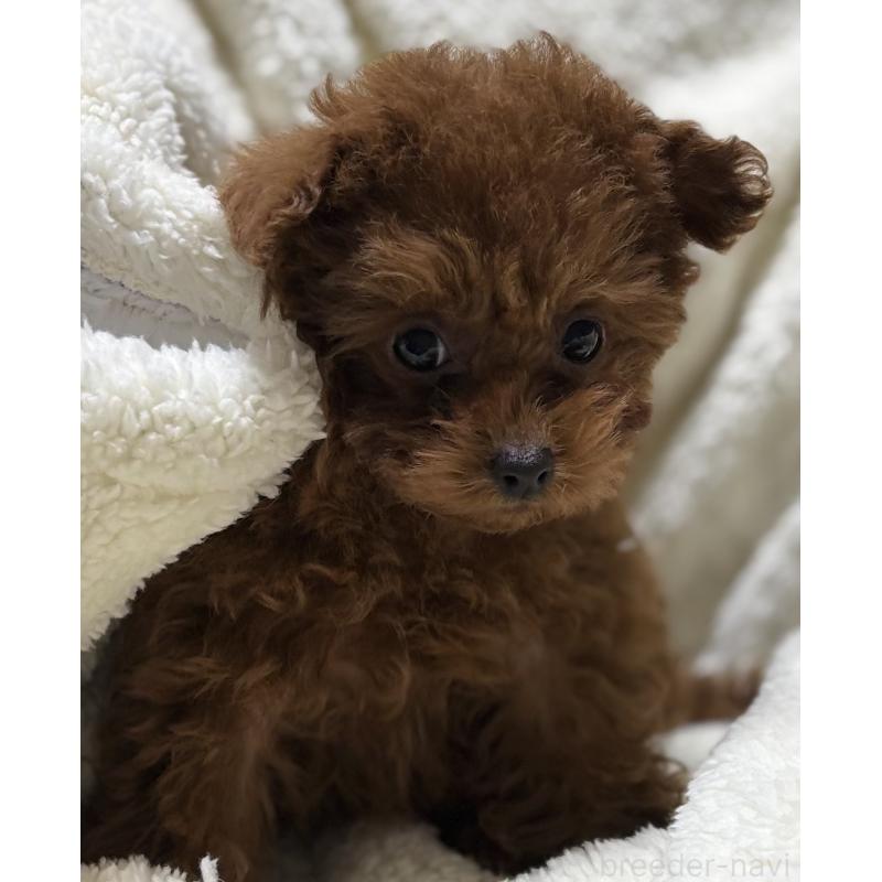 販売中の香川県のティーカッププードル-440820の2枚目