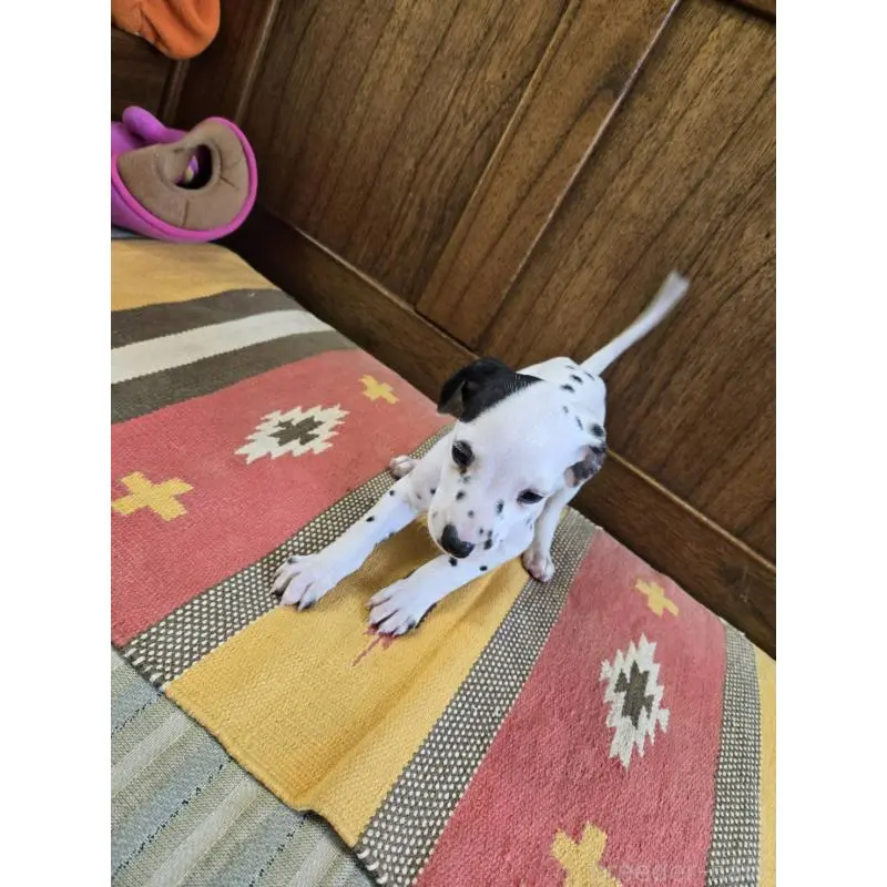 販売中の大阪府のダルメシアン-447359の6枚目