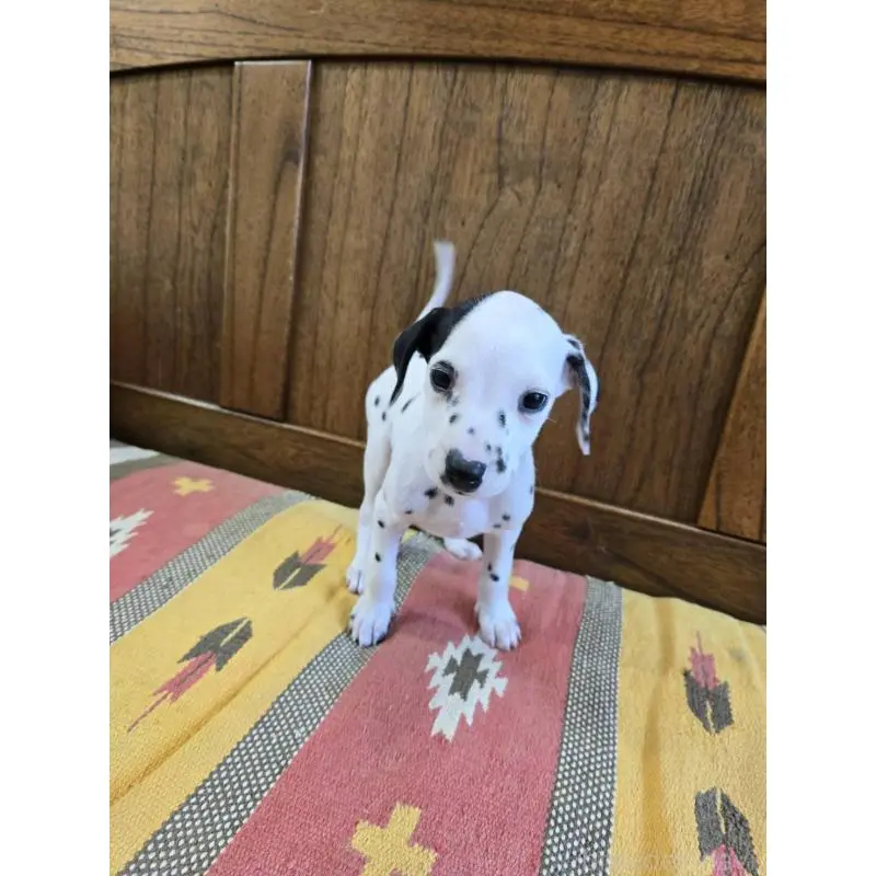 販売中の大阪府のダルメシアン-447359の5枚目