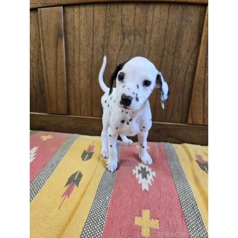 販売中の大阪府のダルメシアン-447359