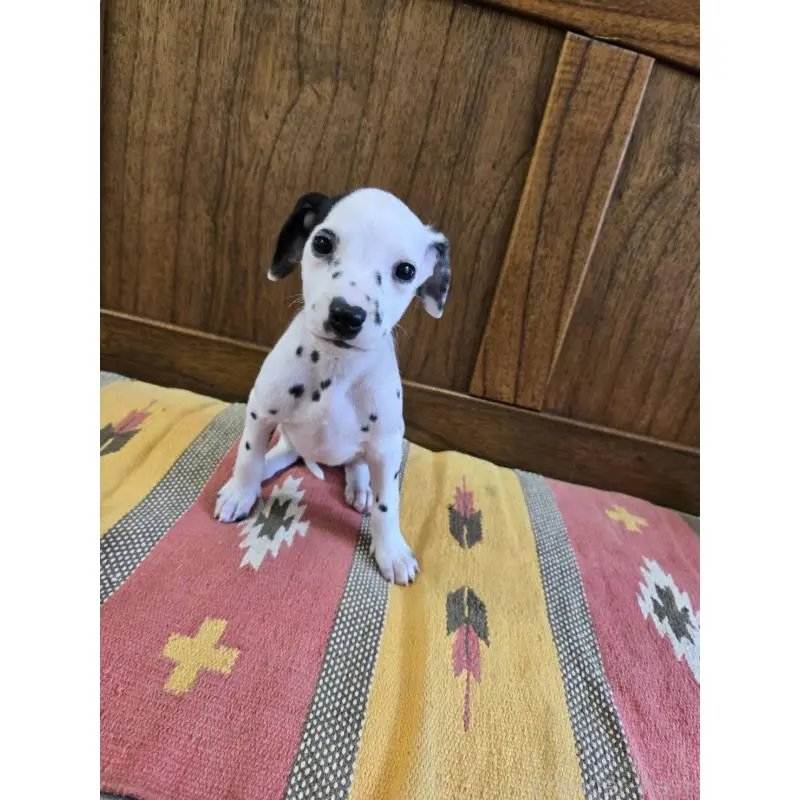 販売中の大阪府のダルメシアン-447359の4枚目