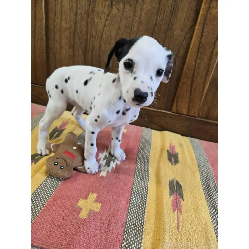 販売中の大阪府のダルメシアン-447359の3枚目