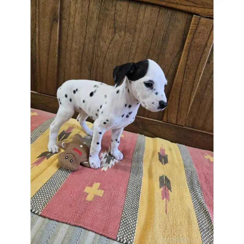 販売中の大阪府のダルメシアン-447359の2枚目