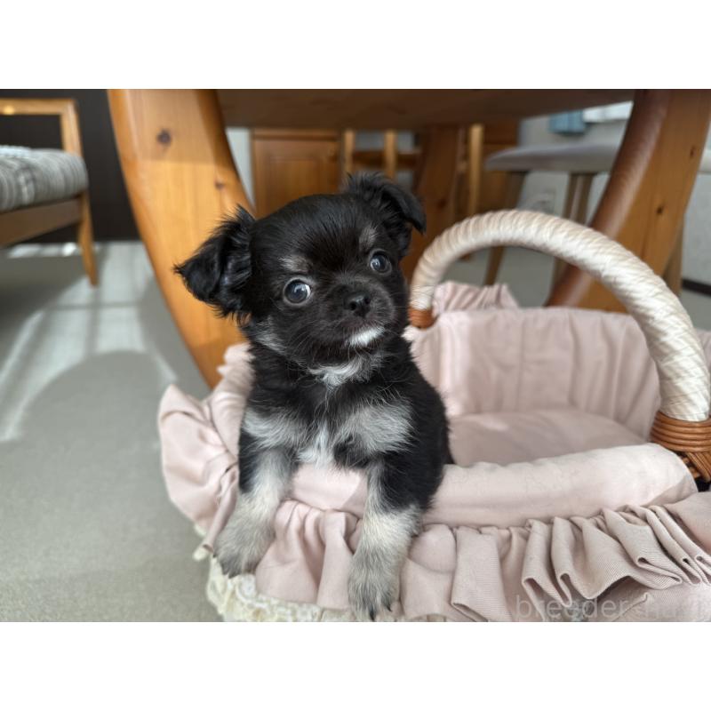 販売中の京都府のチワワ(ロングコート)-447360の11枚目