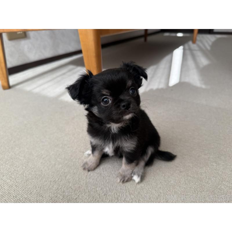 販売中の京都府のチワワ(ロングコート)-447360の10枚目