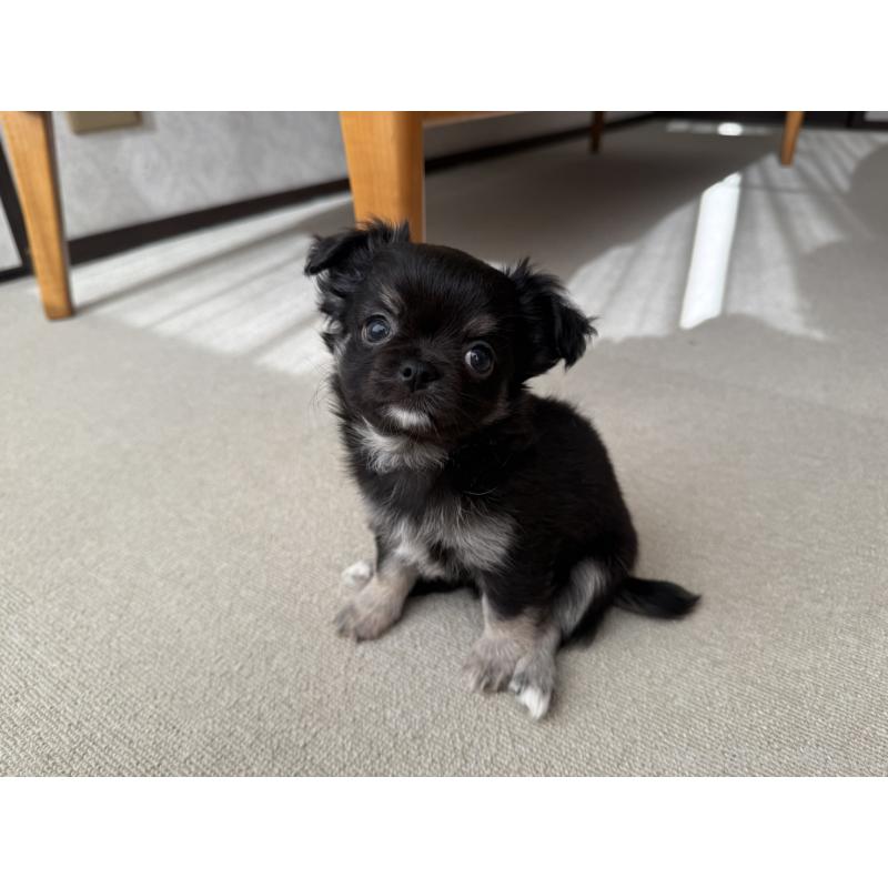 販売中の京都府のチワワ(ロングコート)-447360の9枚目