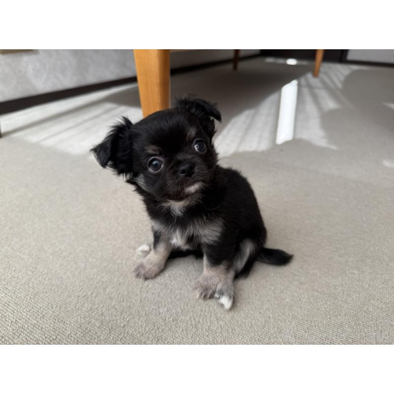 販売中の京都府のチワワ(ロングコート)-447360の8枚目