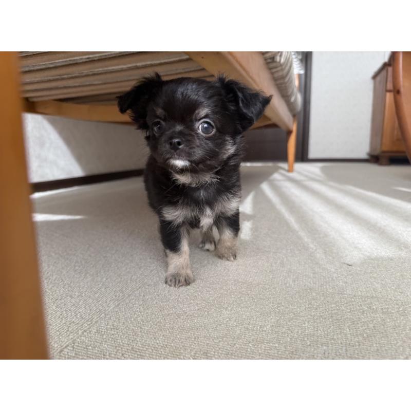 販売中の京都府のチワワ(ロングコート)-447360の6枚目