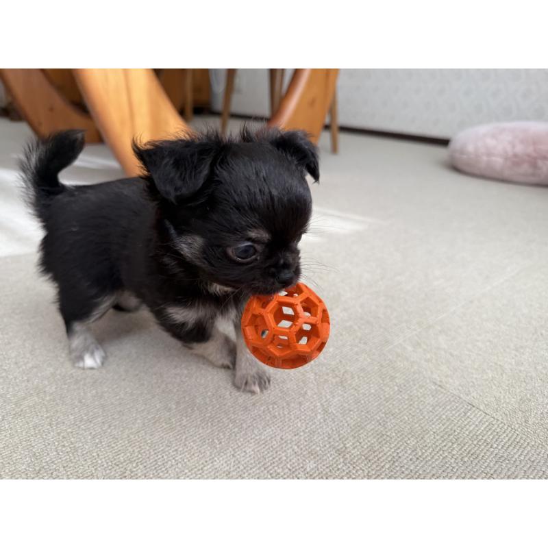 販売中の京都府のチワワ(ロングコート)-447360の5枚目