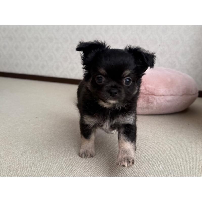 販売中の京都府のチワワ(ロングコート)-447360の4枚目