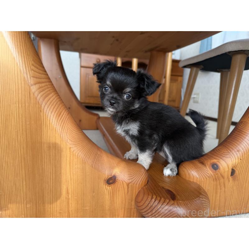 販売中の京都府のチワワ(ロングコート)-447360の3枚目