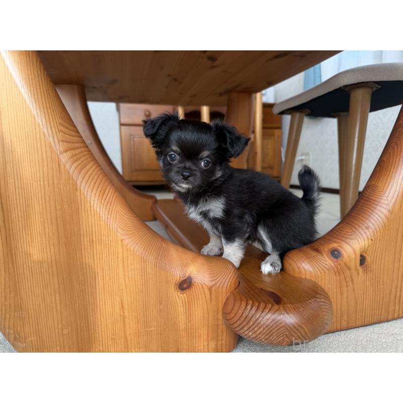 販売中の京都府のチワワ(ロングコート)-447360の2枚目