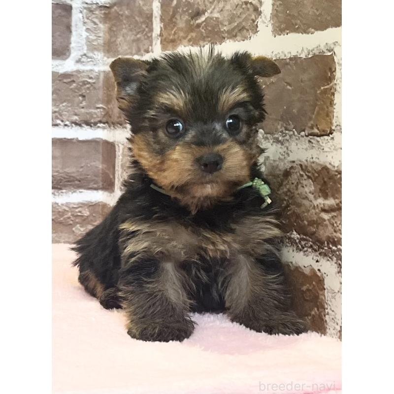 販売中の鹿児島県のヨークシャーテリア-447362