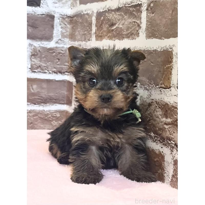 販売中の鹿児島県のヨークシャーテリア-447362の11枚目