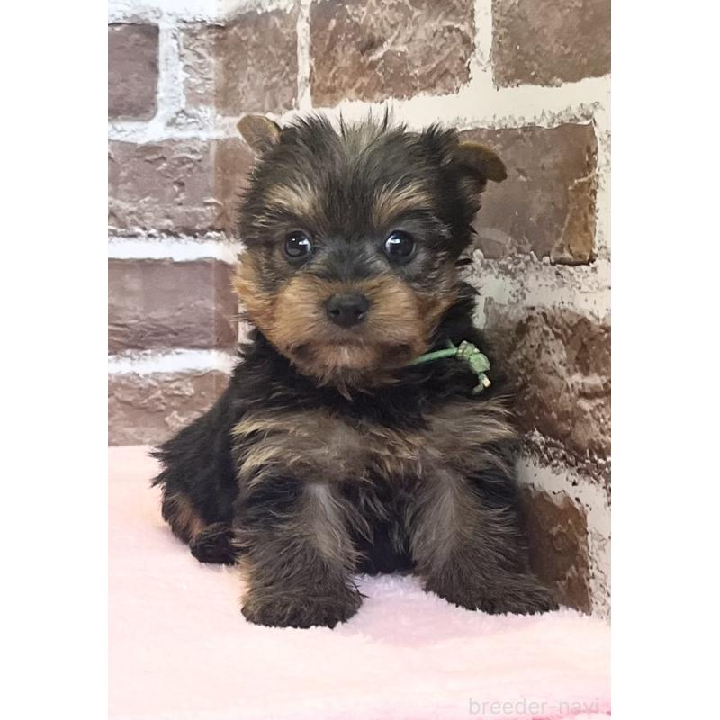 販売中の鹿児島県のヨークシャーテリア-447362の10枚目