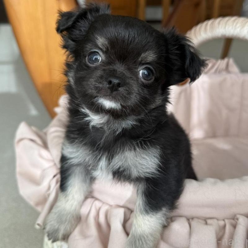 販売中の京都府のチワワ(ロングコート)-447360