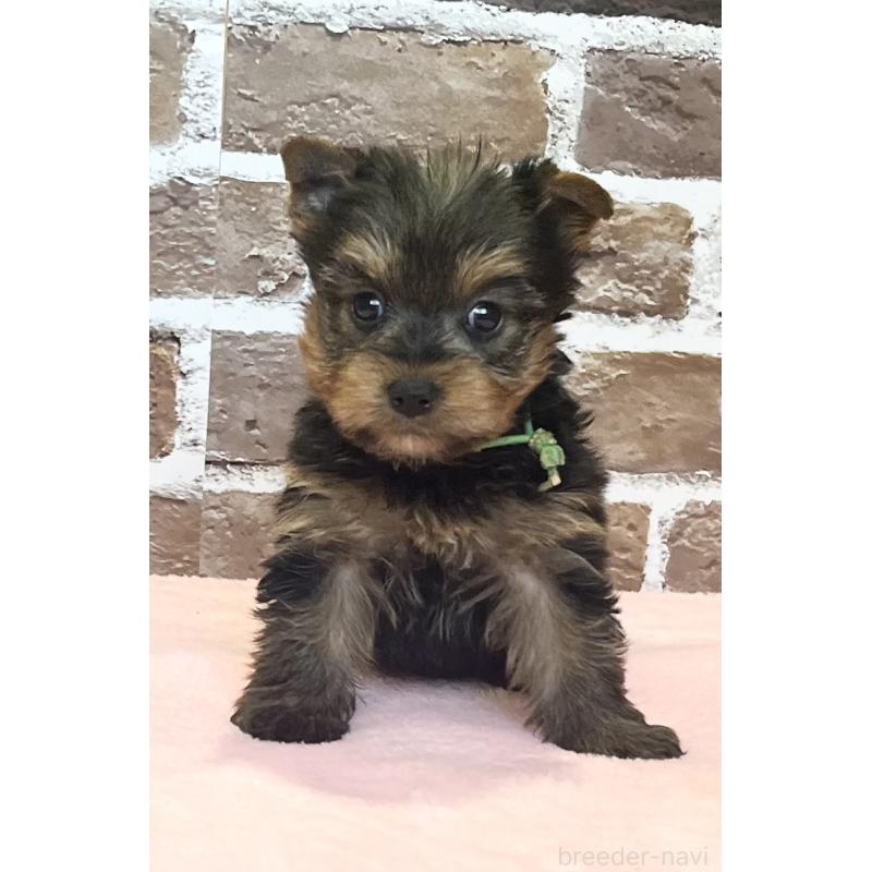 販売中の鹿児島県のヨークシャーテリア-447362の7枚目