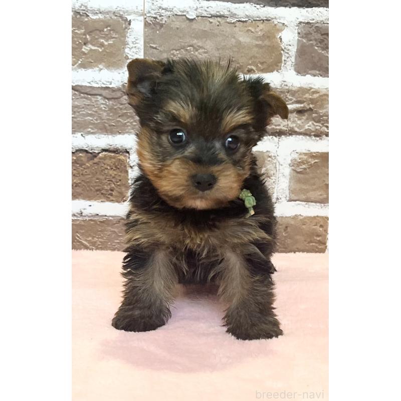販売中の鹿児島県のヨークシャーテリア-447362の4枚目