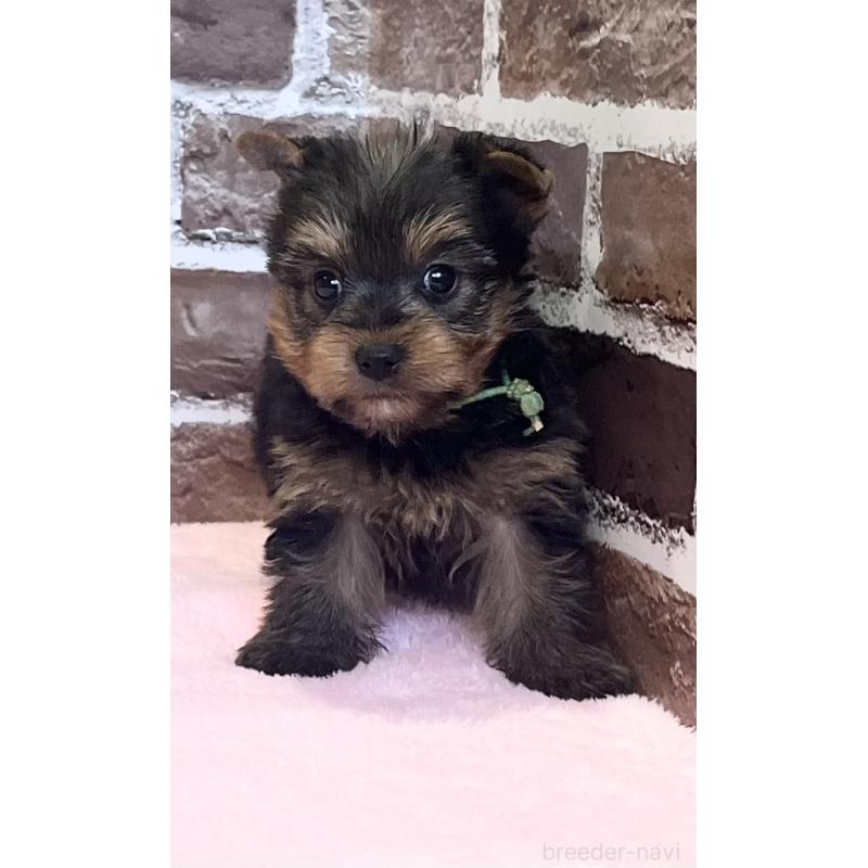 販売中の鹿児島県のヨークシャーテリア-447362の5枚目