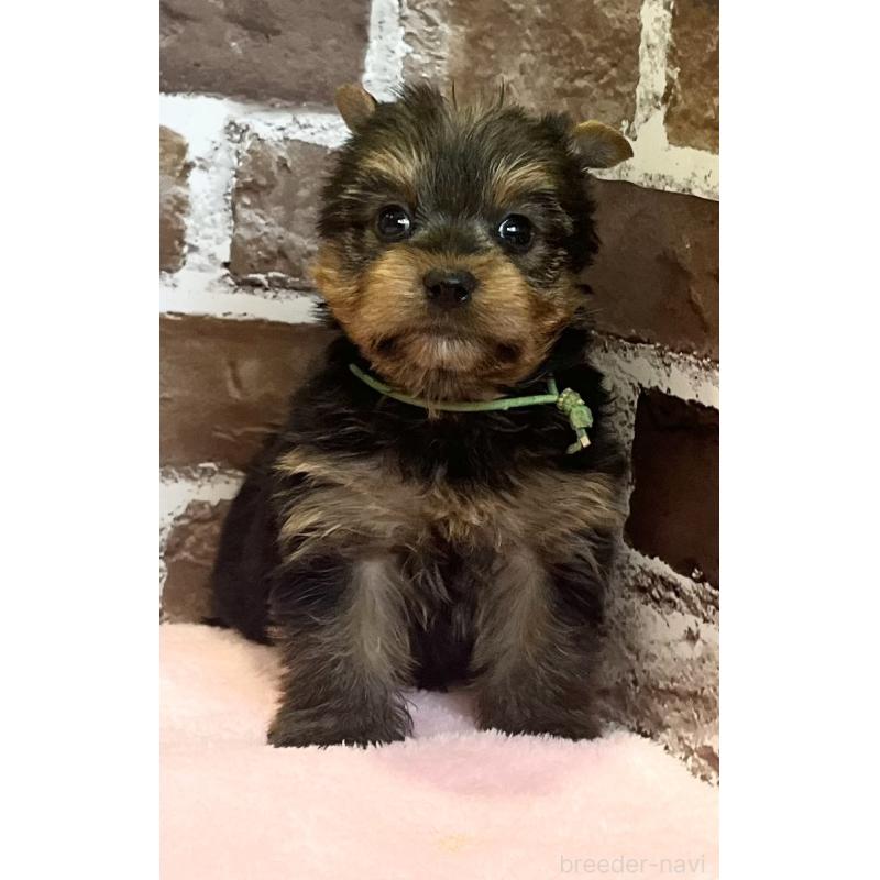 販売中の鹿児島県のヨークシャーテリア-447362の3枚目