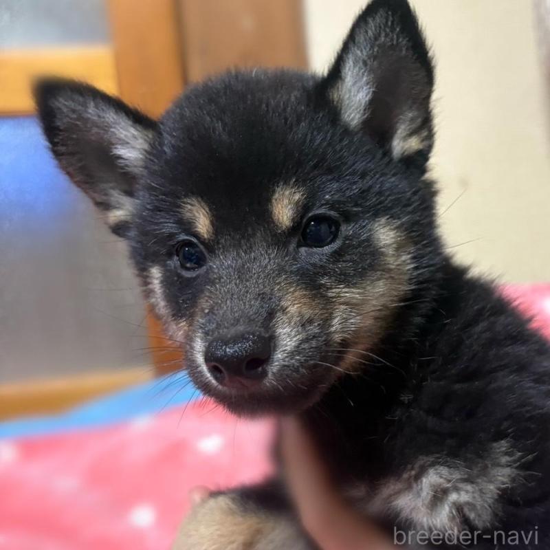 販売中の香川県の豆柴-447361の4枚目