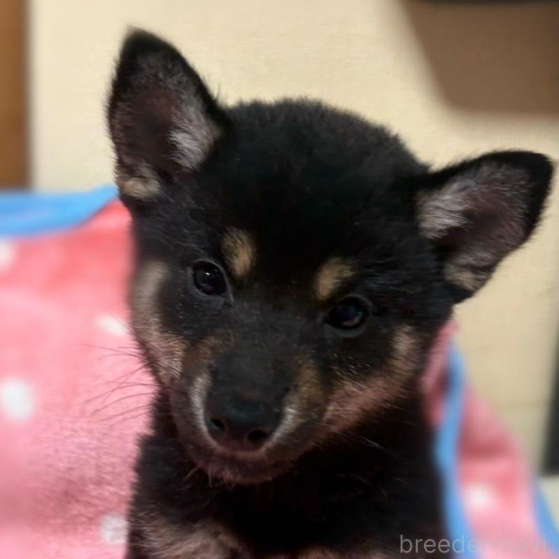 販売中の香川県の豆柴-447361の3枚目