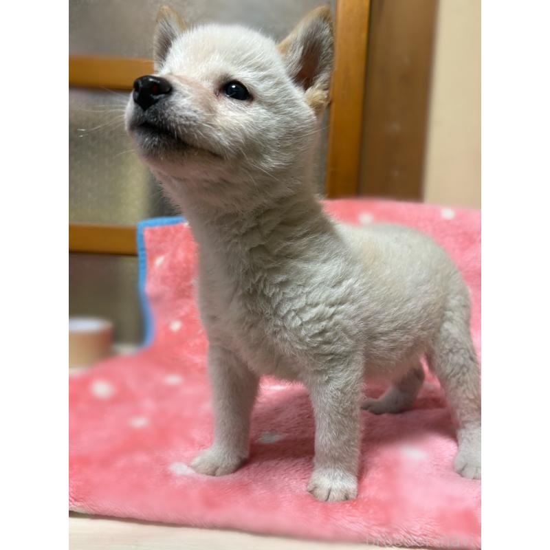 販売中の香川県の豆柴-447363の5枚目