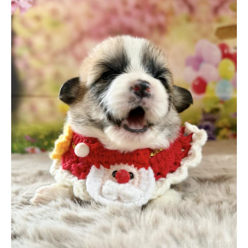 販売中の千葉県のウェルシュコーギーペンブローク-447524の5枚目