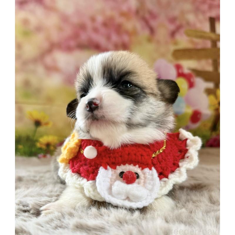 販売中の千葉県のウェルシュコーギーペンブローク-447524の4枚目