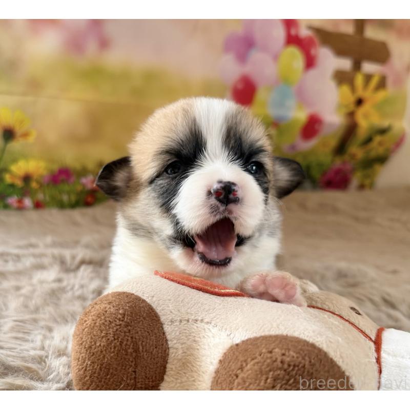 販売中の千葉県のウェルシュコーギーペンブローク-447524の3枚目