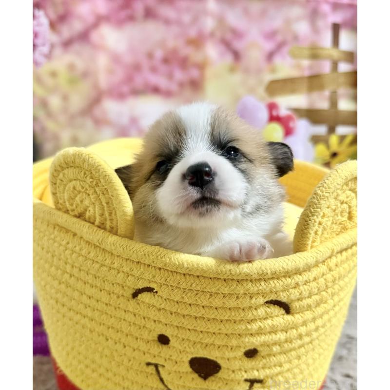 販売中の千葉県のウェルシュコーギーペンブローク-447525の5枚目