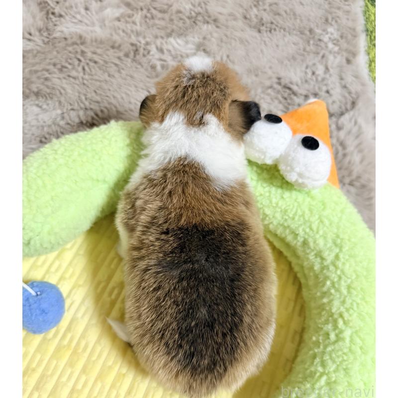 販売中の千葉県のウェルシュコーギーペンブローク-447525の4枚目