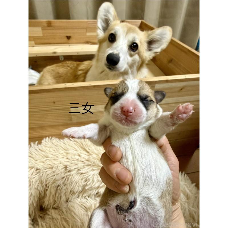 販売中の千葉県のウェルシュコーギーペンブローク-447525の2枚目