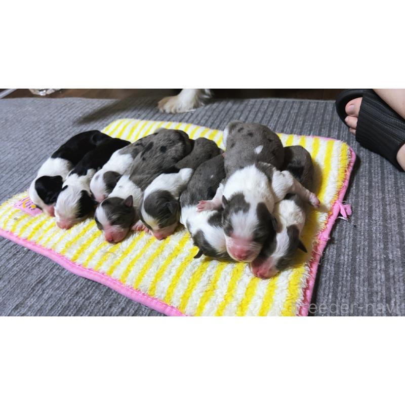 販売中の茨城県のボーダーコリー-447528の2枚目