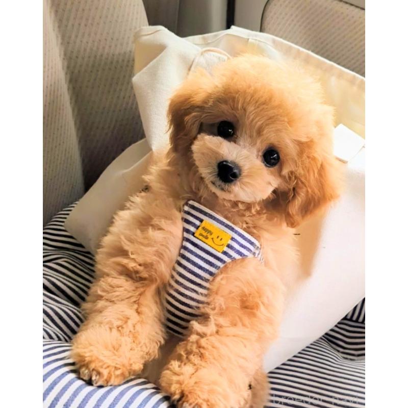 成約済の高知県のタイニープードル-436745の5枚目