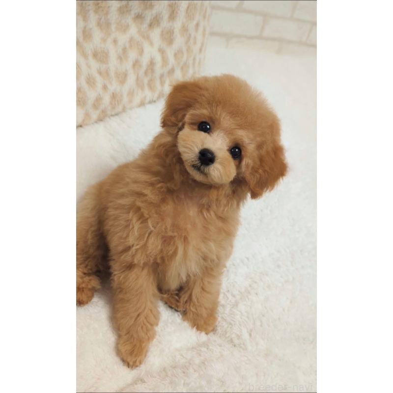 成約済の高知県のタイニープードル-436745の4枚目