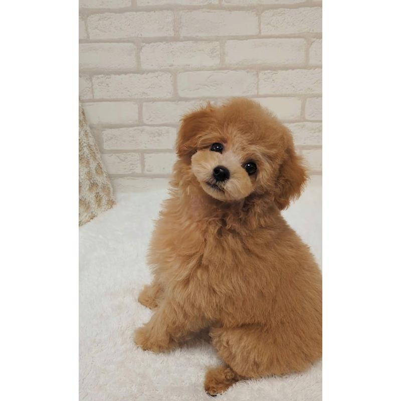 成約済の高知県のタイニープードル-436745の3枚目