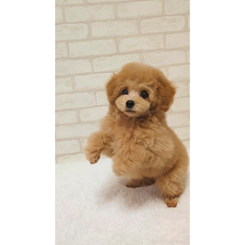 成約済の高知県のタイニープードル-436745の2枚目