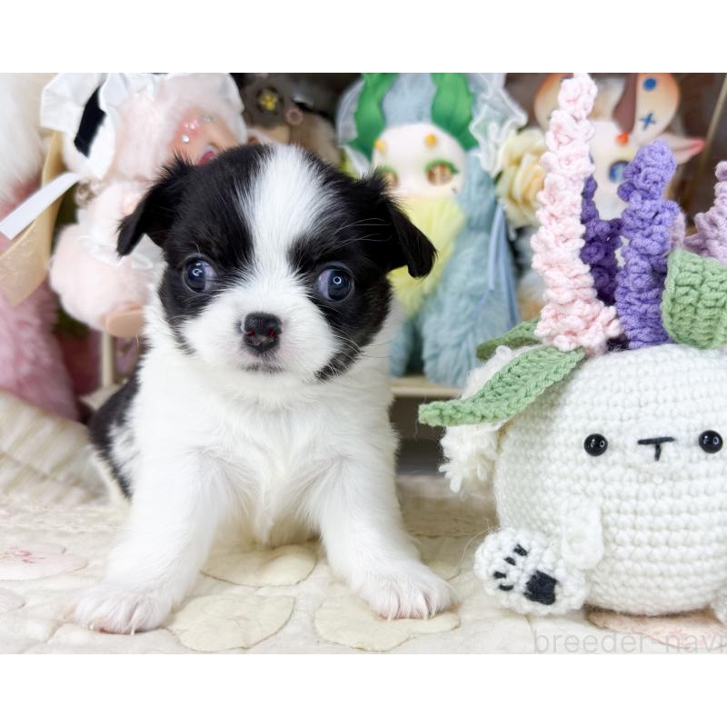 販売中の福岡県のチワワ(ロングコート)-447530の6枚目