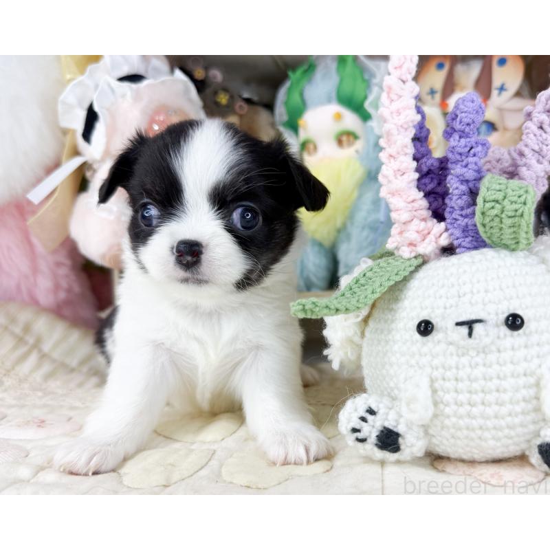 販売中の福岡県のチワワ(ロングコート)-447530の5枚目