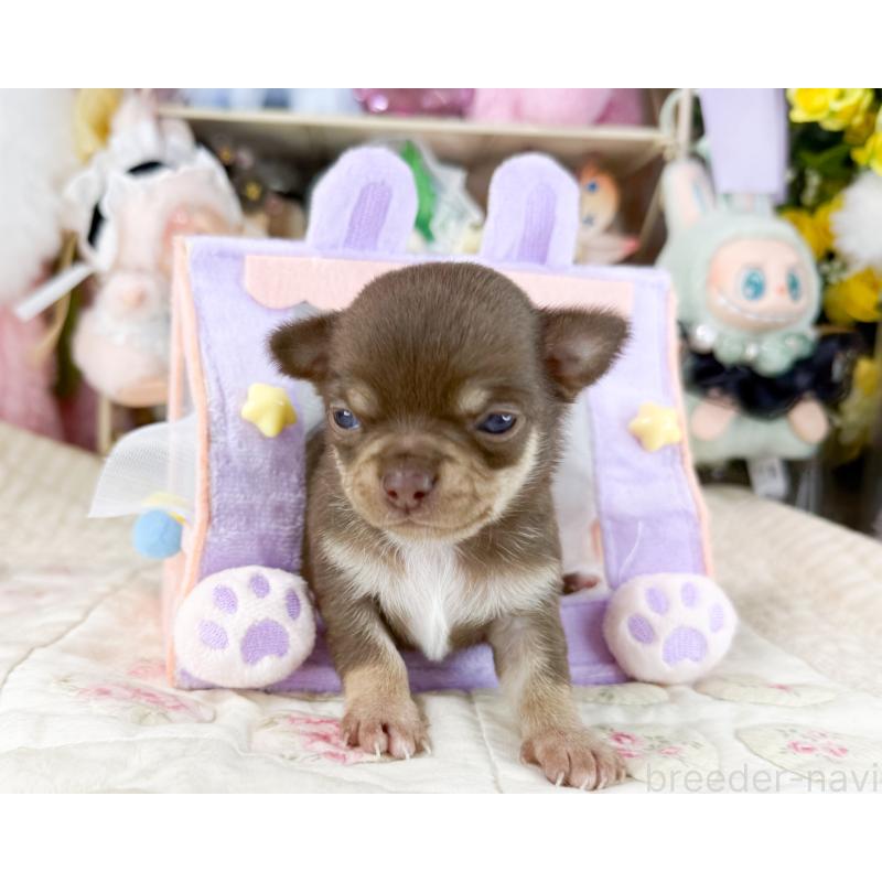 販売中の福岡県のチワワ(スムースコート)-447531の6枚目