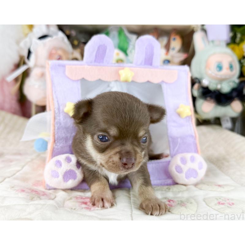 販売中の福岡県のチワワ(スムースコート)-447531の5枚目